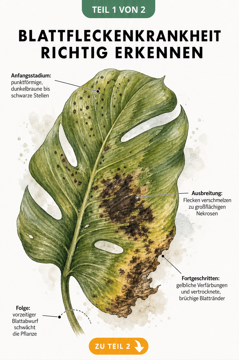 Botanische Illustration eines Zimmerpflanzenblattes, das die verschiedenen Stadien der Blattfleckenkrankheit von kleinen schwarzen Punkten bis zu brüchigen...