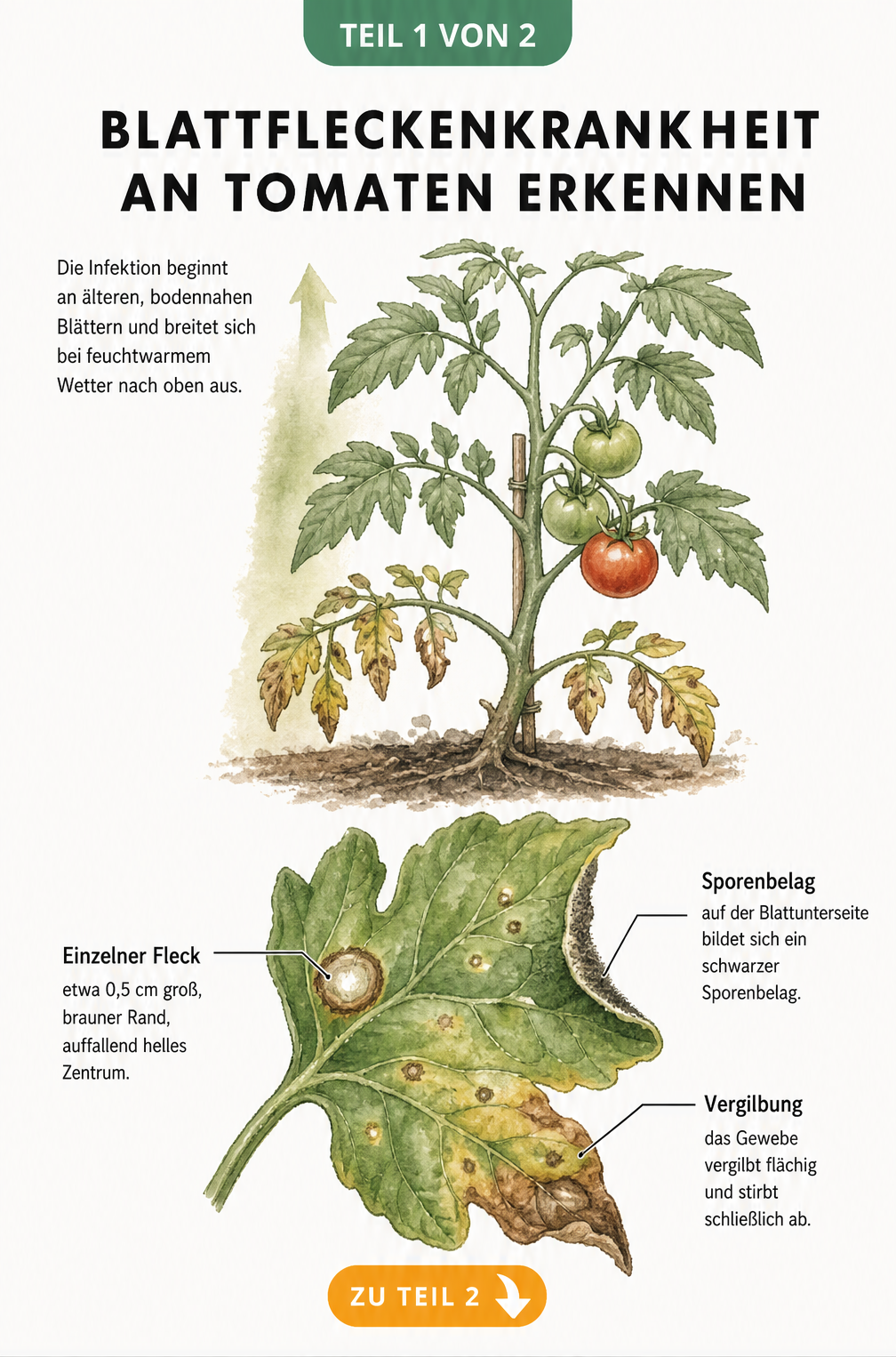 Botanische Illustration eines Tomatenblattes mit Symptomen der Blattfleckenkrankheit wie braunen Flecken und vergilbtem Gewebe