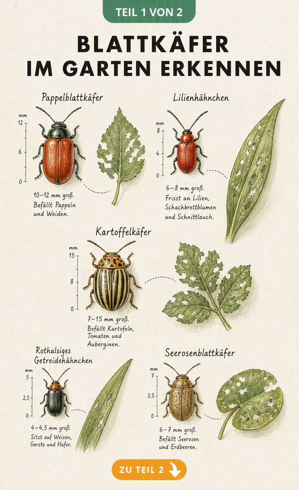 Illustration von fünf wichtigen Blattkäfer-Arten wie Pappelblattkäfer, Lilienhähnchen und Kartoffelkäfer mit ihren typischen Fraßschäden an Blättern