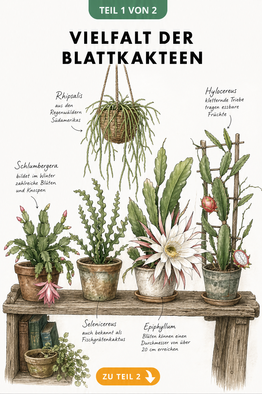 Illustration verschiedener Blattkaktus-Gattungen wie Schlumbergera, Epiphyllum und Rhipsalis auf einem Holzregal