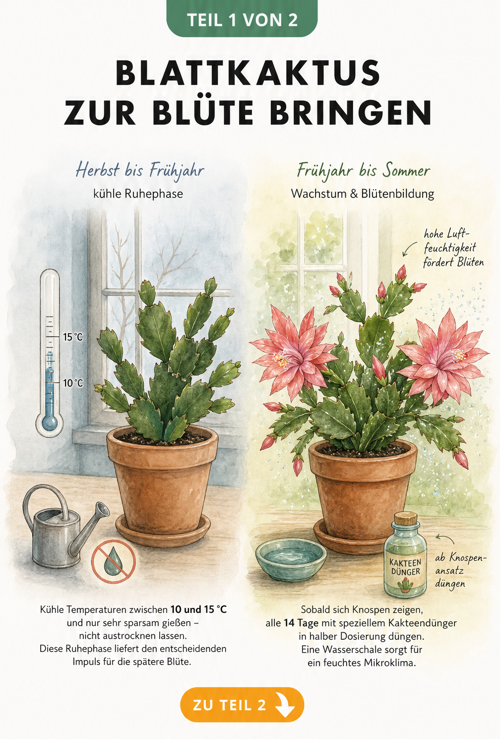 Illustration eines Blattkaktus im Winter bei 10 bis 15 Grad und im Sommer mit Blüten