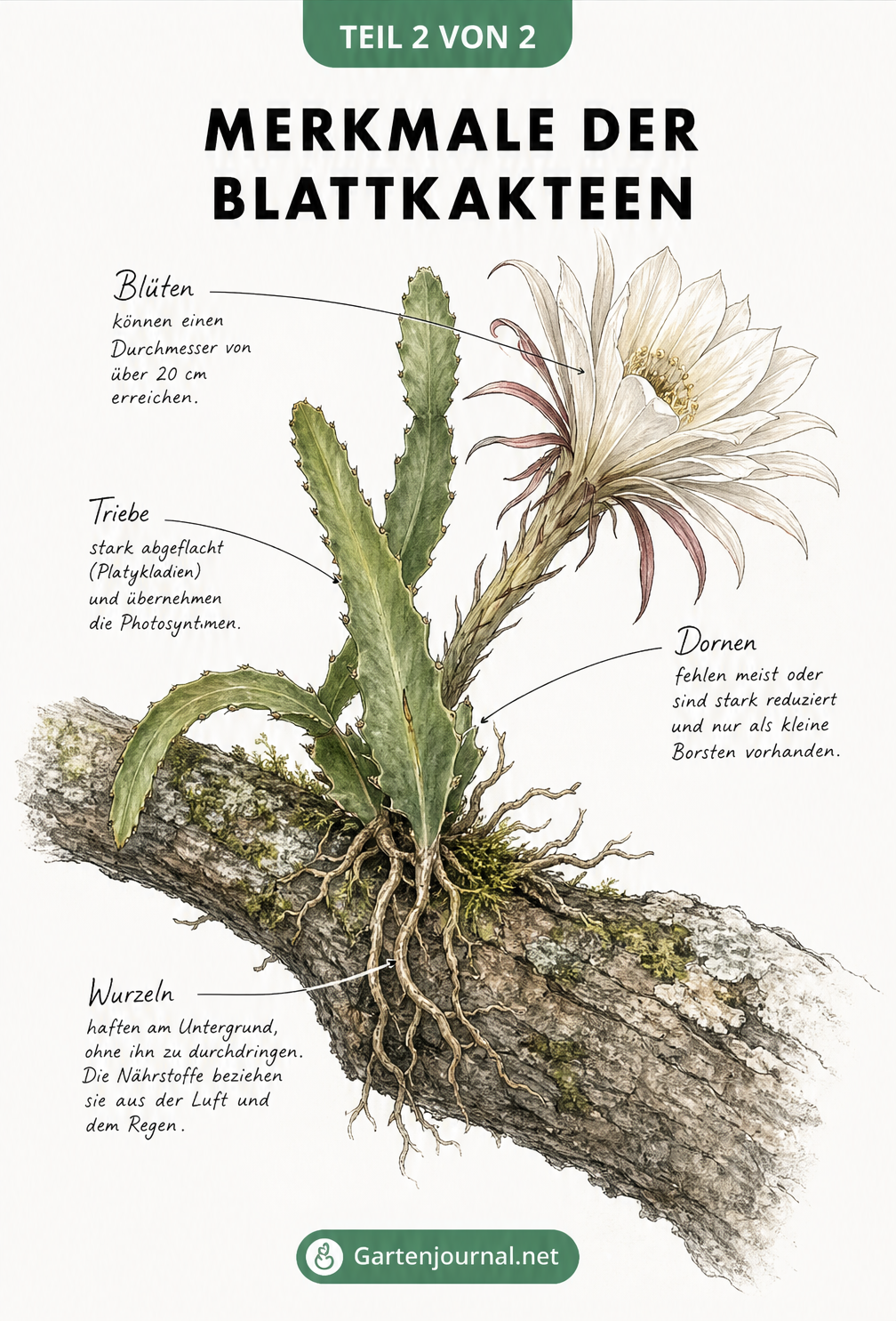 Zeichnung eines epiphytisch wachsenden Blattkaktus auf einem Baumast mit Erklärungen zu Wurzeln, Trieben und Blüten