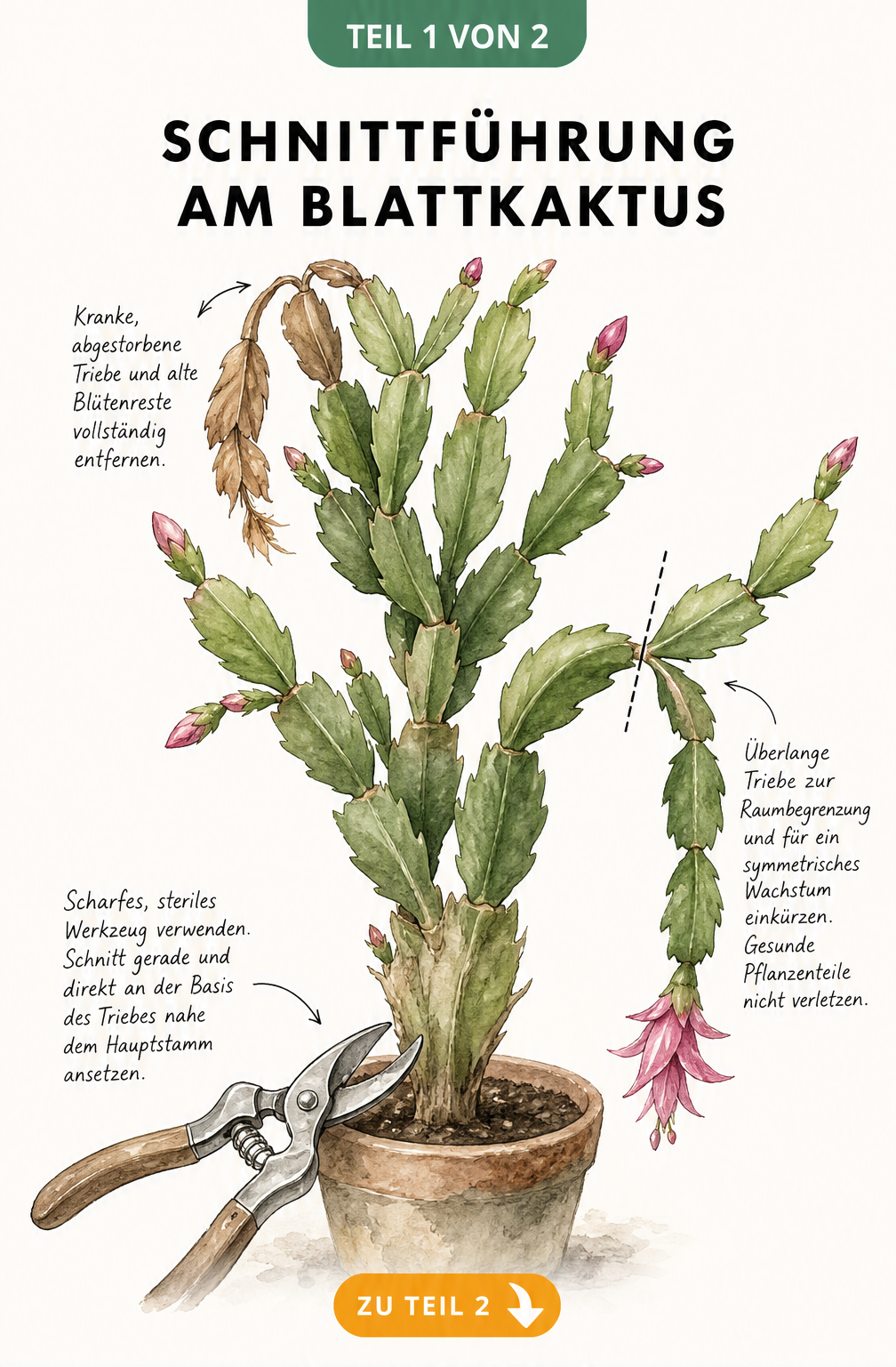 Botanische Illustration eines Blattkaktus mit Markierungen für den richtigen Rückschnitt von kranken und überlangen Trieben