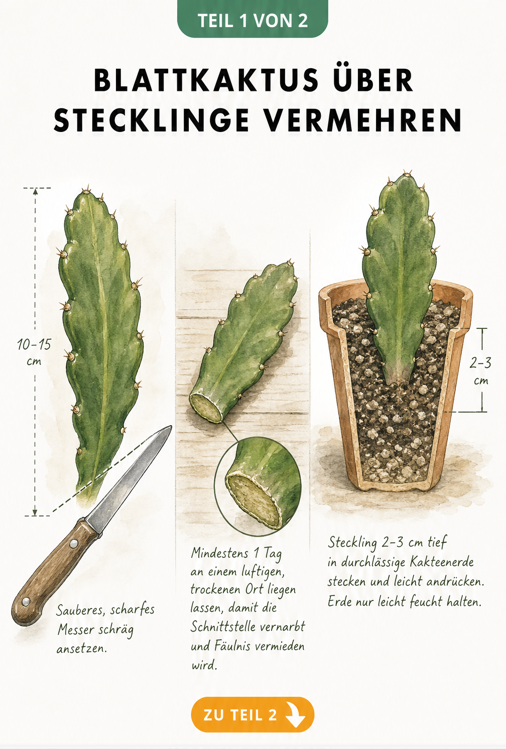 Illustration eines Blattkaktus-Stecklings, der mit einem Messer schräg abgeschnitten und in Kakteenerde gepflanzt wird.