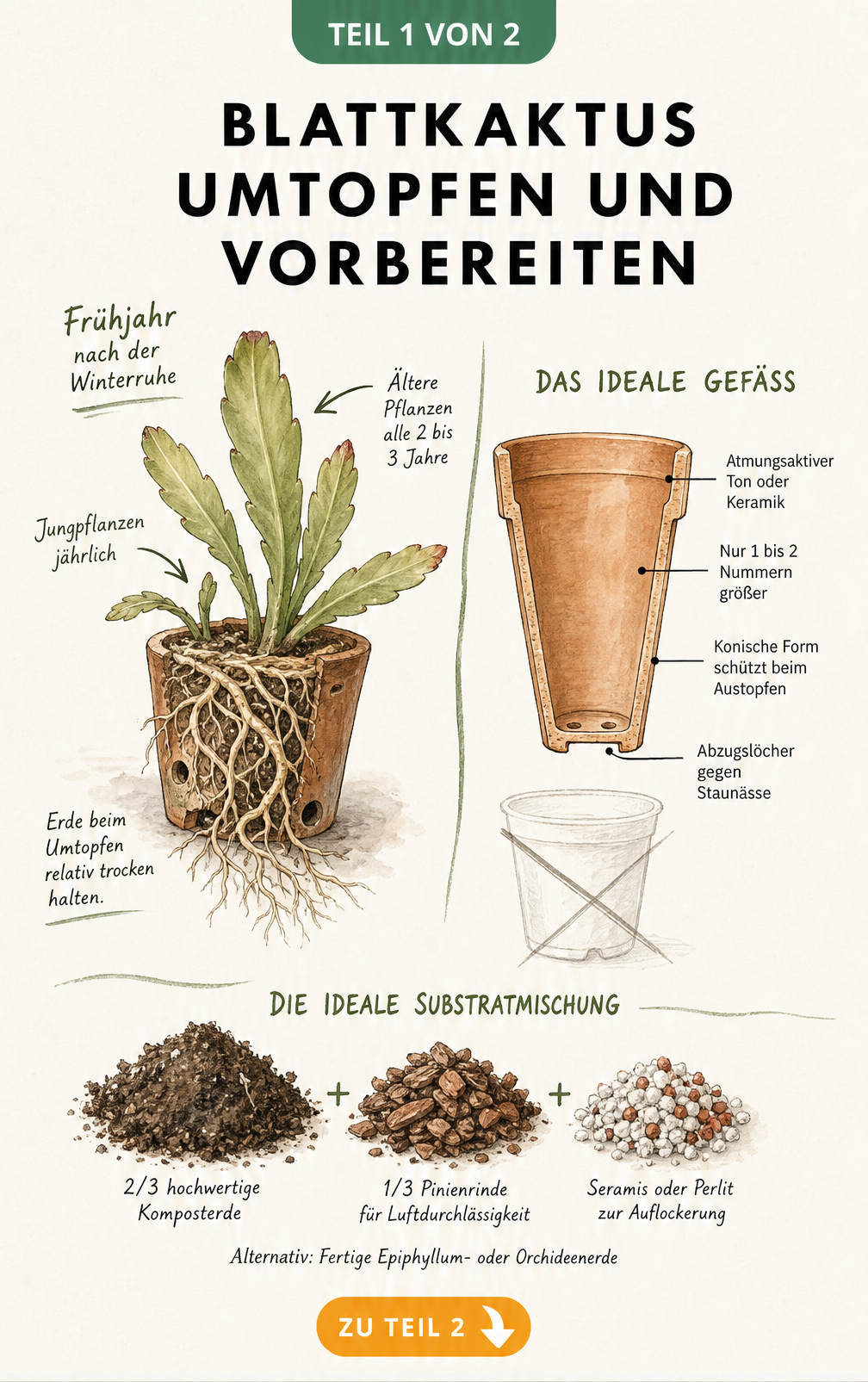 Illustration eines Blattkaktus beim Umtopfen mit Hinweisen zu Zeitpunkt, Topf und Substrat