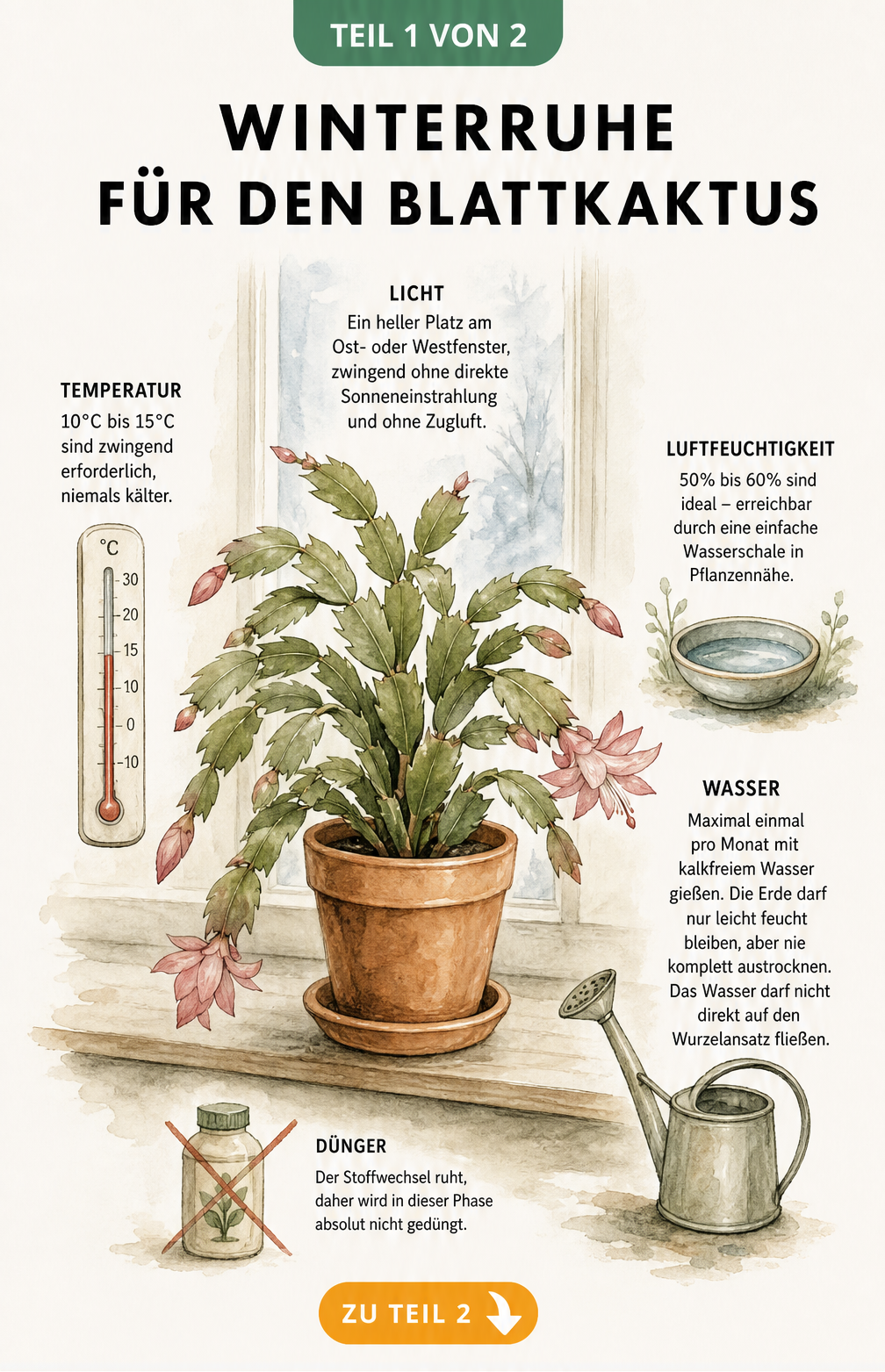 Botanische Illustration eines Blattkaktus im Terrakottatopf mit Hinweisen zu Temperatur, Licht, Wasser und Dünger für die Winterruhe