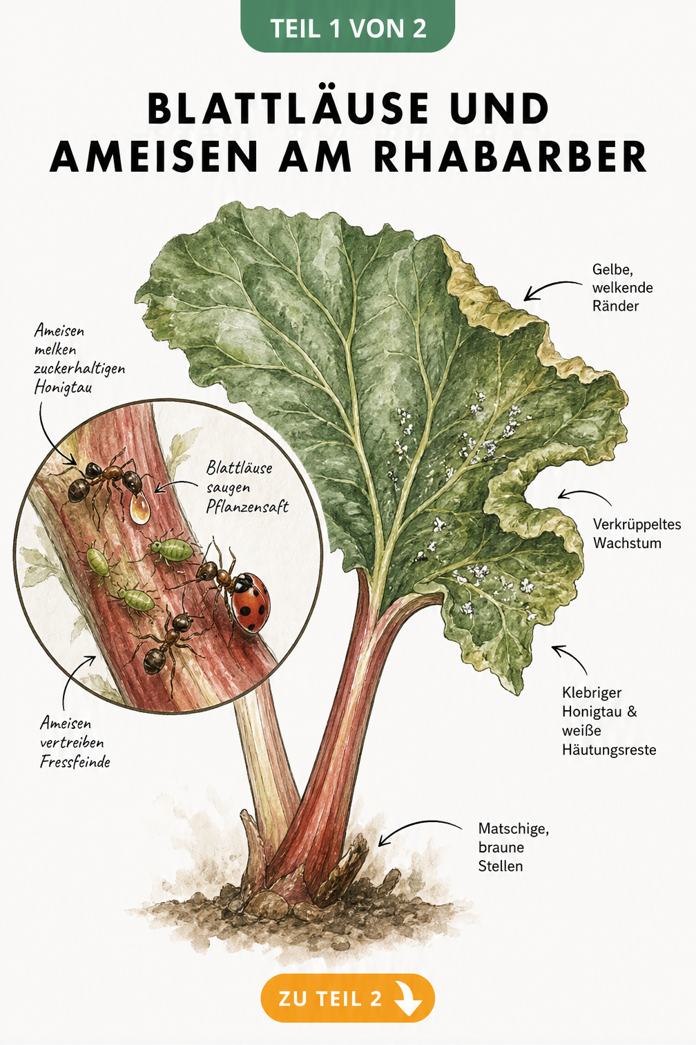 Illustration der Symbiose von Ameisen und Blattläusen am Rhabarber sowie typische Schadbilder am Blatt