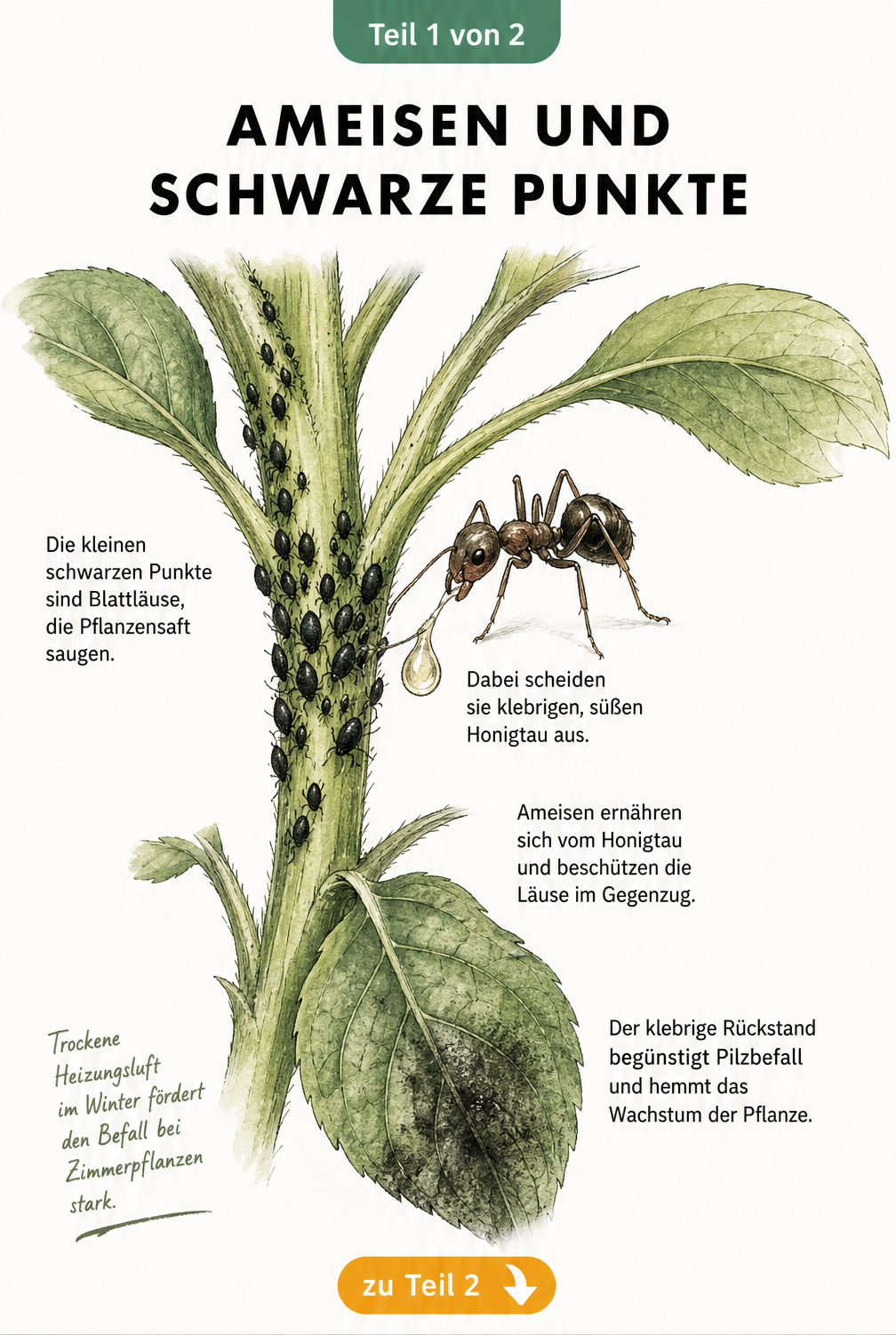 Illustration eines Pflanzenstängels mit schwarzen Blattläusen und einer Ameise, die Honigtau aufnimmt.