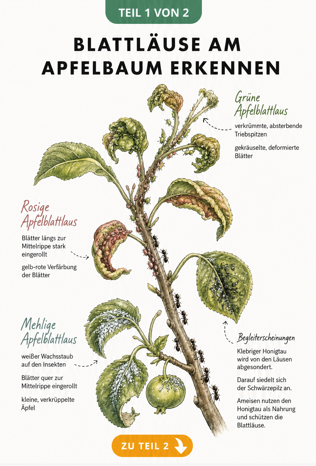 Botanische Illustration eines Apfelbaumzweigs mit Schadbildern der Mehligen, Rosigen und Grünen Apfelblattlaus