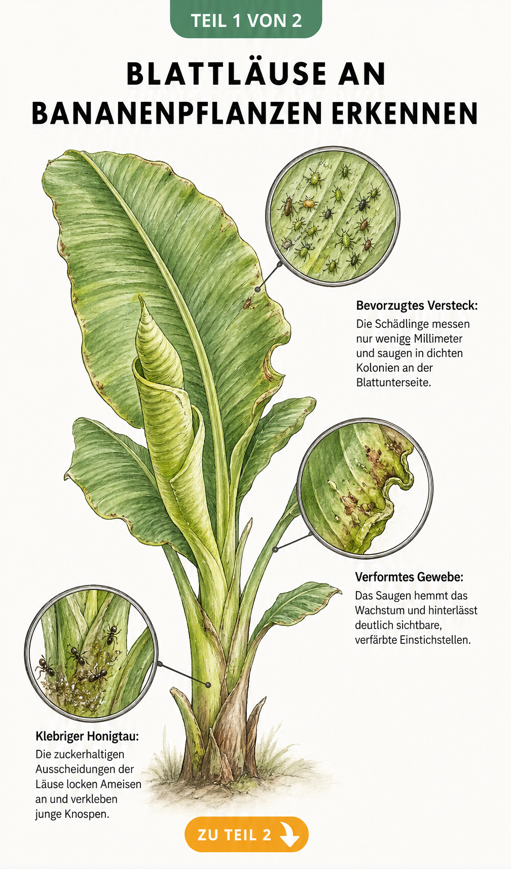 Botanische Illustration eines Bananenpflanzen-Triebs mit Vergrößerungen von Blattläusen an der Blattunterseite, verformtem Gewebe und klebrigem Honigtau mit...