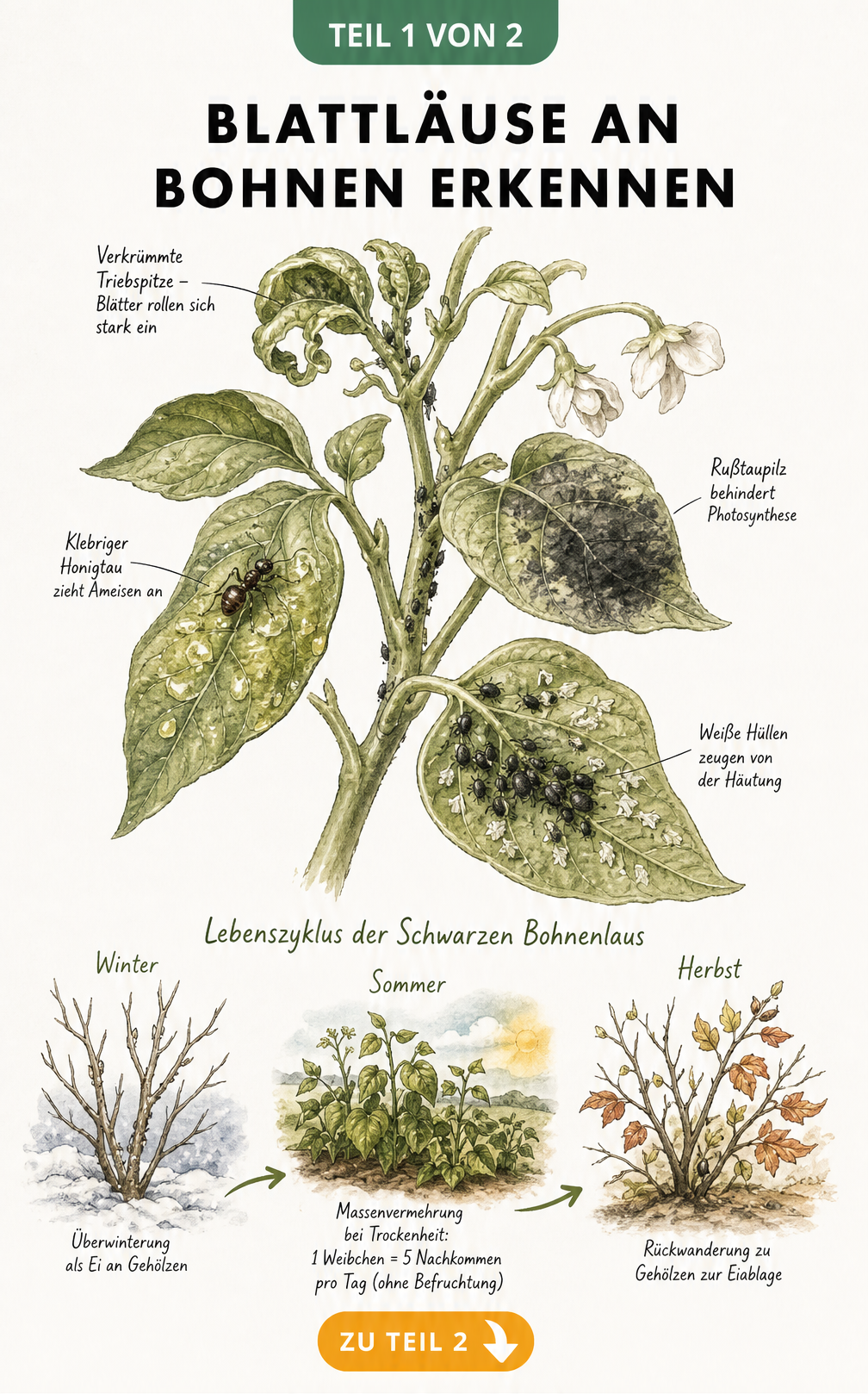 Illustration eines Bohnentriebs mit Symptomen von Blattlausbefall wie eingerollten Blättern, Honigtau, Ameisen und Rußtaupilz sowie dem Lebenszyklus der...