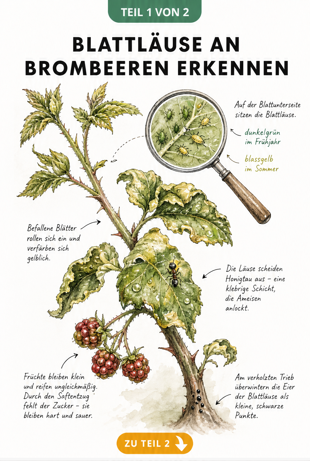 Botanische Illustration eines Brombeerzweigs mit Blattläusen, eingerollten Blättern, Honigtau und unreifen Früchten