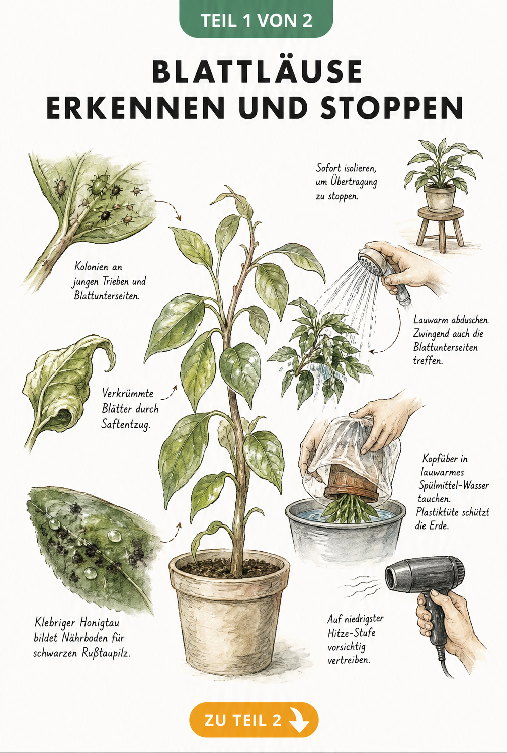 Illustration einer Zimmerpflanze mit Blattlausbefall, verformten Blättern und Honigtau sowie Sofortmaßnahmen wie Abduschen und Isolieren.