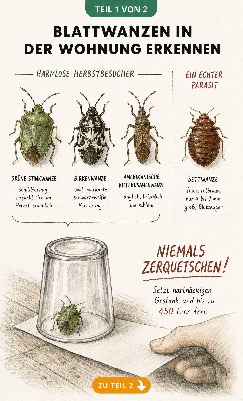 Illustration verschiedener Blattwanzenarten wie Grüne Stinkwanze, Birkenwanze und Bettwanze sowie eine Anleitung zum Einfangen mit einem Glas