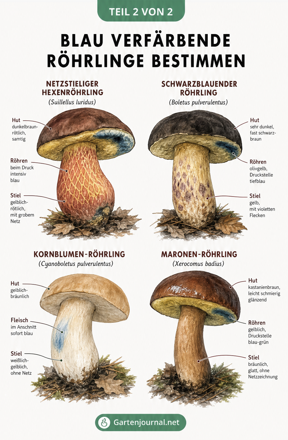 Illustration von vier blau verfärbenden Röhrlingen: Netzstieliger Hexenröhrling, Schwarzblauender Röhrling, Kornblumen-Röhrling und Maronen-Röhrling