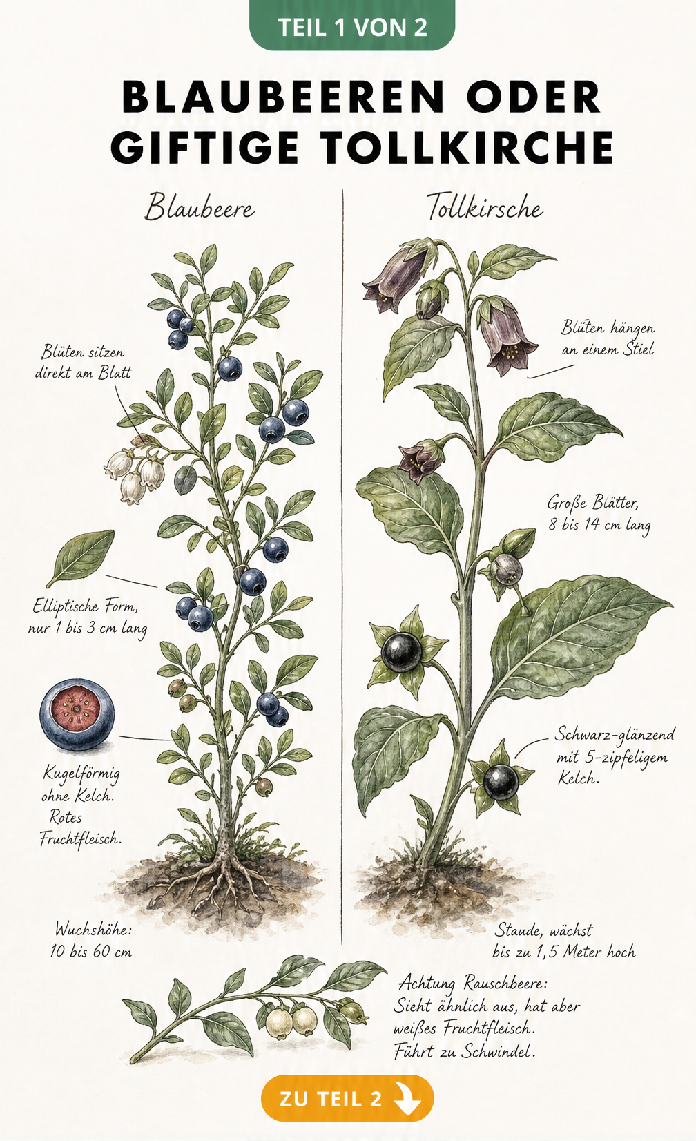 Botanische Illustration: Vergleich zwischen Blaubeere und giftiger Tollkirsche mit Wuchshöhe und Blattform