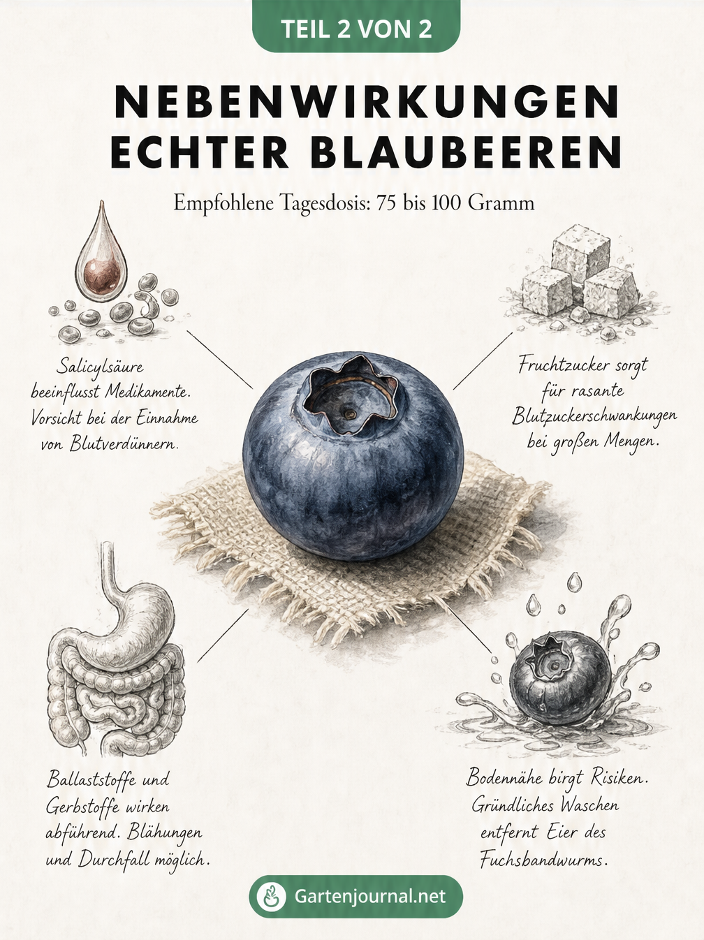 Illustration einer Blaubeere mit Hinweisen zu Nebenwirkungen wie Blutzuckerschwankungen und Fuchsbandwurm