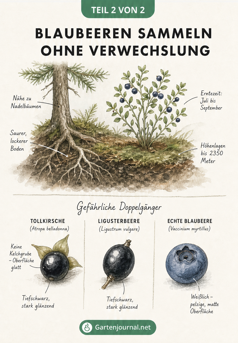 Illustration des natürlichen Lebensraums von Blaubeeren und Warnung vor giftigen Doppelgängern wie Tollkirsche und Ligusterbeere