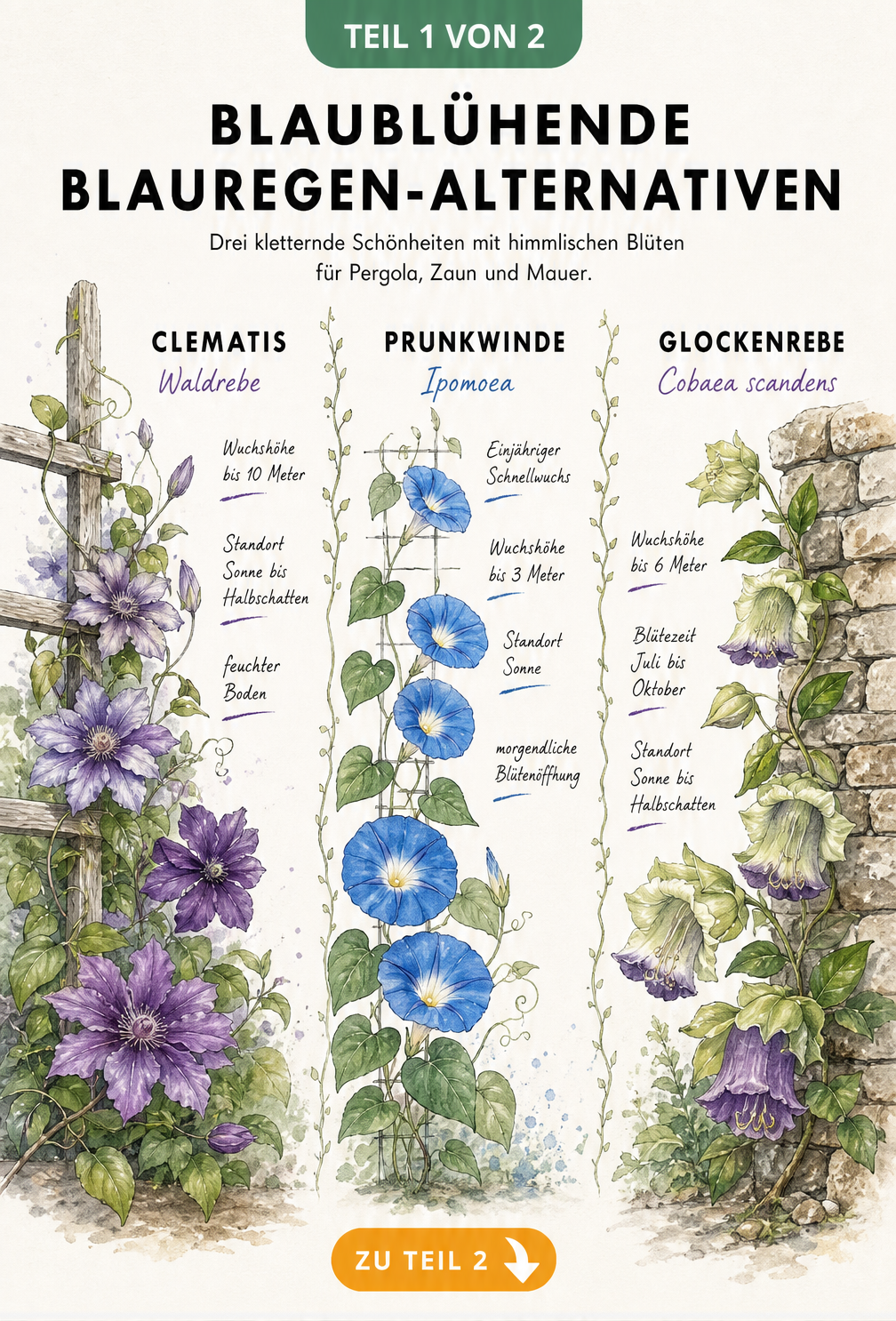 Illustration von drei blaublühenden Kletterpflanzen: Clematis, Prunkwinde und Glockenrebe mit botanischen Fakten