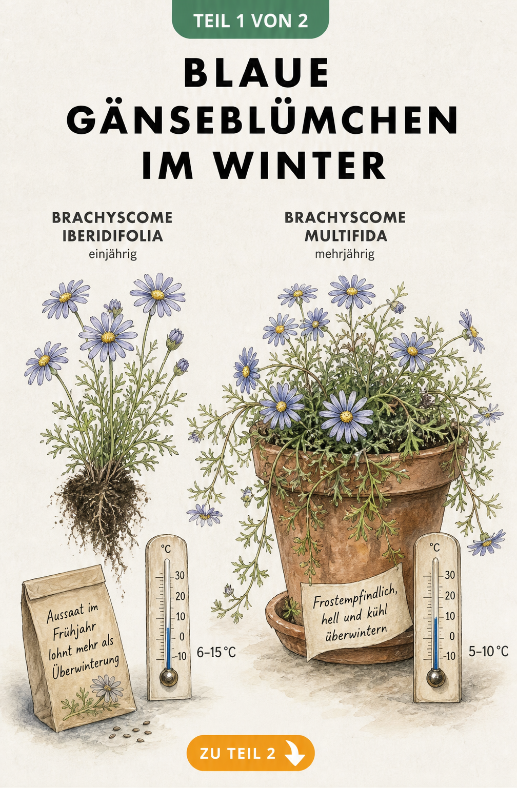 Botanische Illustration von einjährigen und mehrjährigen blauen Gänseblümchen mit Überwinterungshinweisen