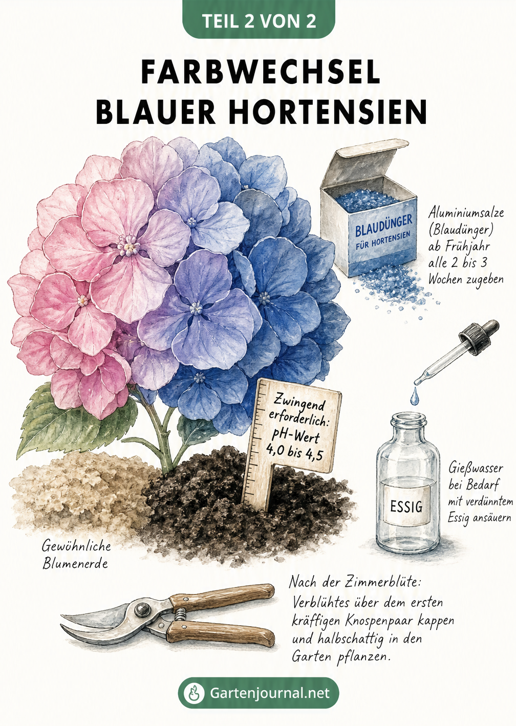 Illustration einer Hortensienblüte mit Farbverlauf von Rosa zu Blau, inklusive Hinweisen zu pH-Wert, Dünger und Essigwasser