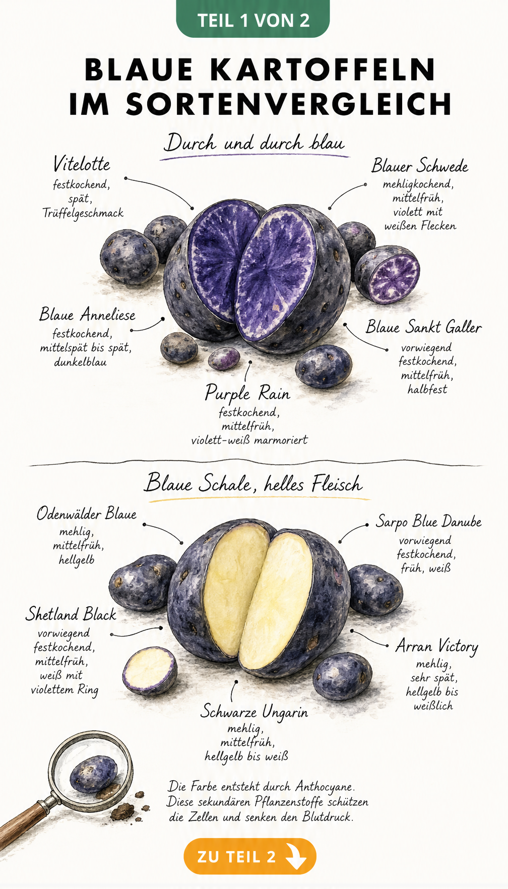 Aquarell-Illustration von blauen Kartoffelsorten mit blauem Fruchtfleisch wie Vitelotte und Blauer Schwede