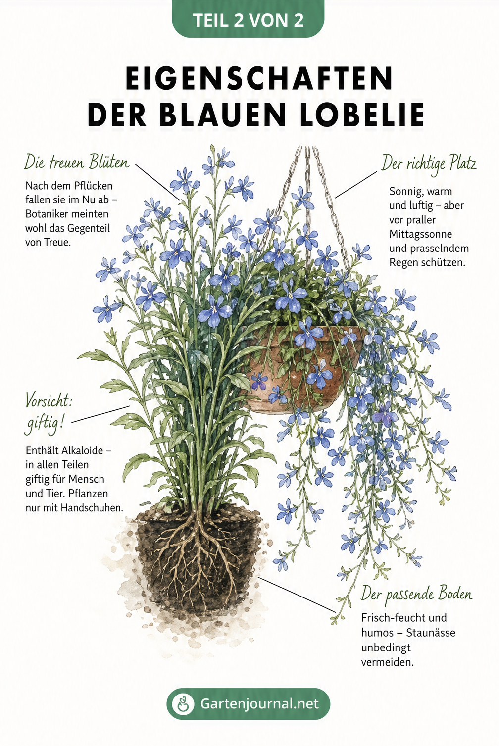Aquarell-Illustration der Blauen Lobelie mit Hinweisen zu Standort, Erde, Wuchsform und Giftigkeit