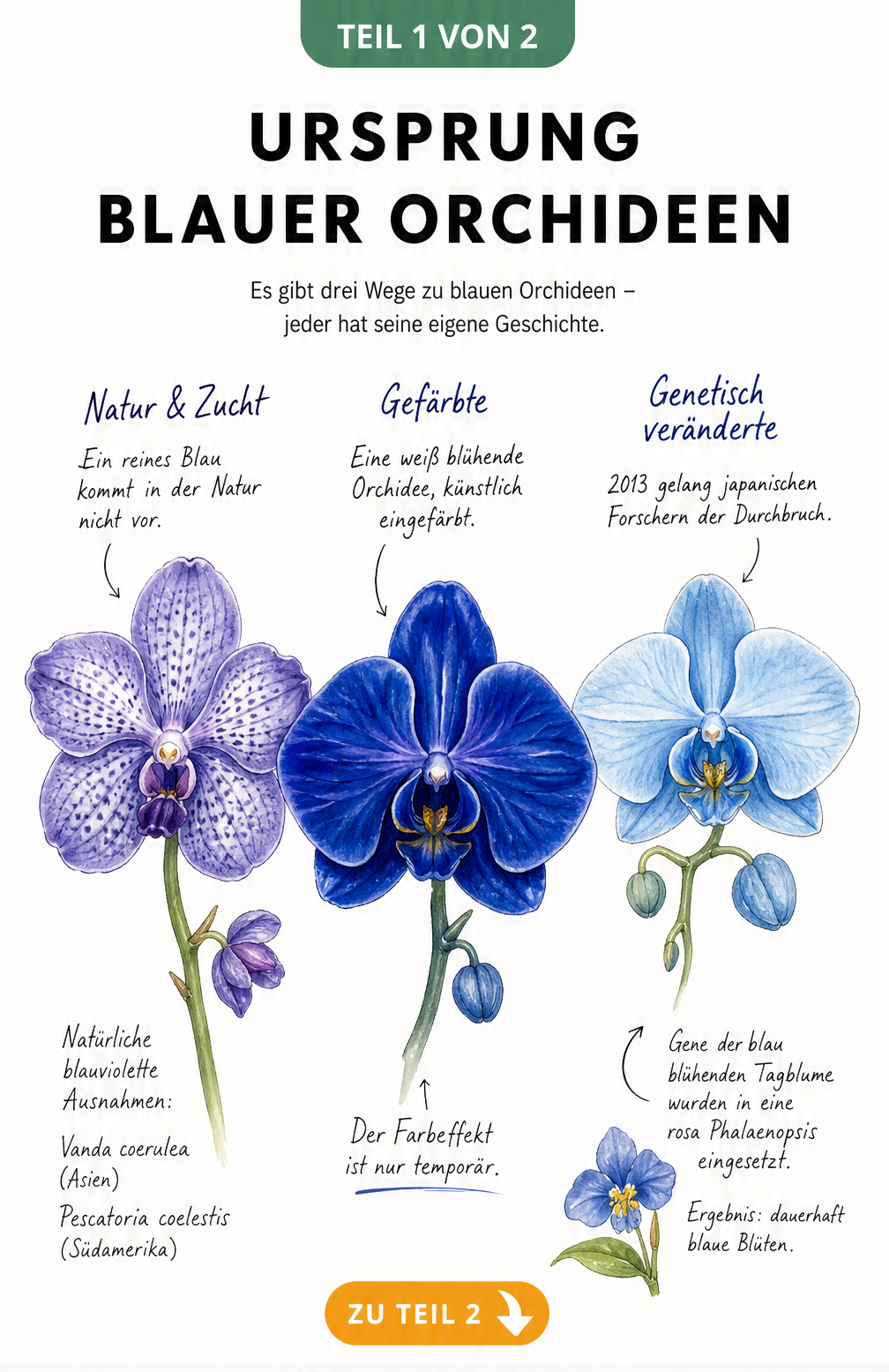 Botanische Illustration dreier Orchideenblüten, die natürliche, gefärbte und genetisch veränderte blaue Orchideen zeigen.