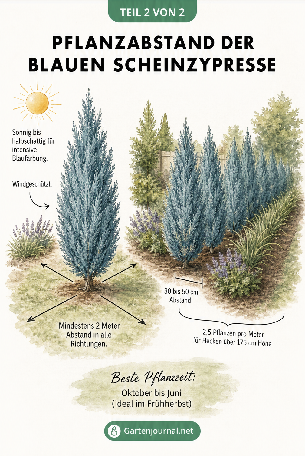 Isometrische Illustration zum Pflanzabstand der Blauen Scheinzypresse als Solitärpflanze und Hecke
