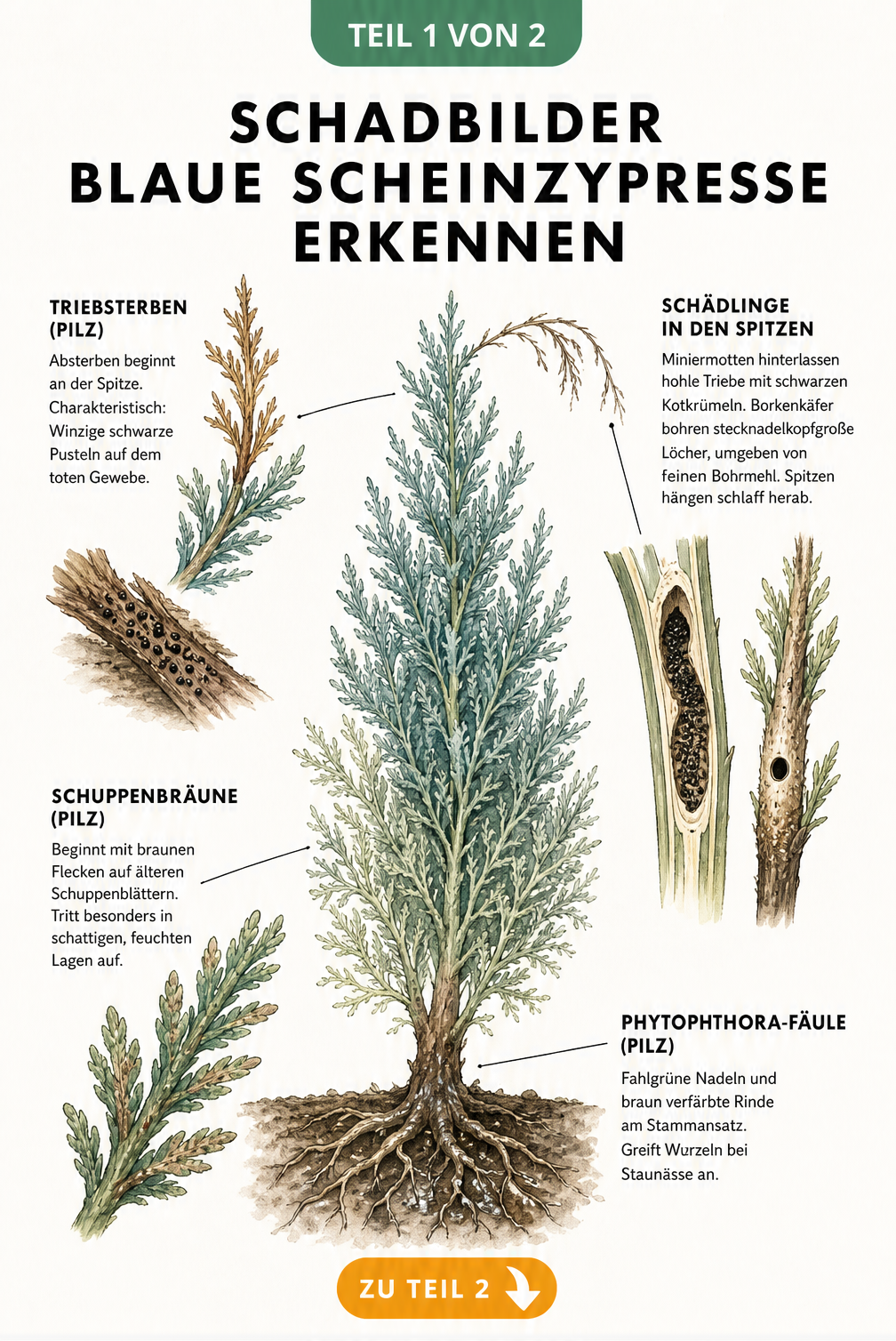 Illustration einer Blauen Scheinzypresse mit Detailansichten von Schadbildern wie Triebsterben, Schuppenbräune und Phytophthora-Fäule