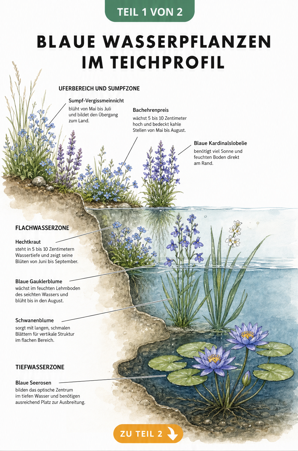 Querschnitt eines Gartenteichs mit blauen Wasserpflanzen in Uferzone, Flachwasser und Tiefwasser