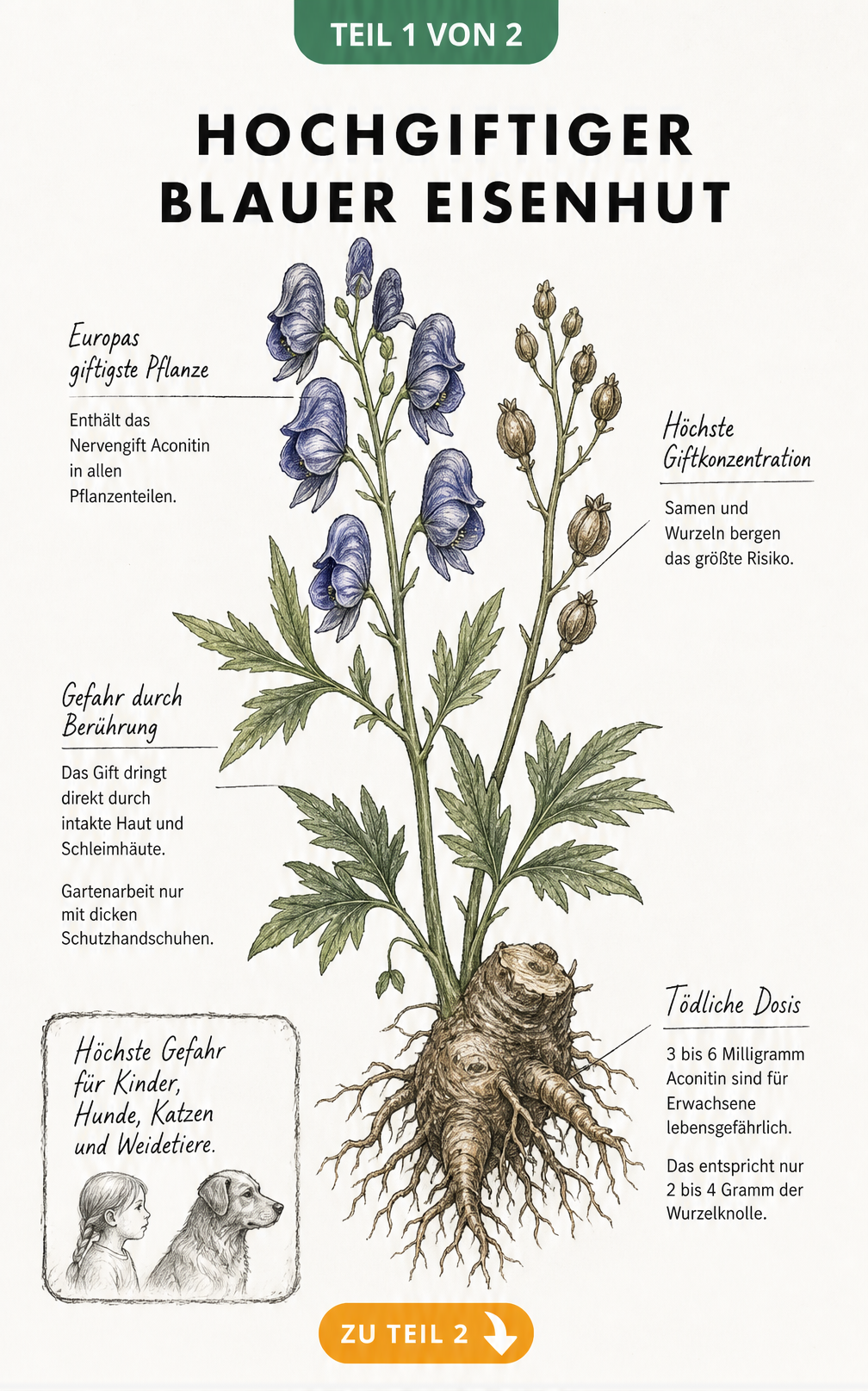Botanische Illustration des Blauen Eisenhuts mit Hinweisen zur Giftigkeit und tödlichen Dosis von Aconitin
