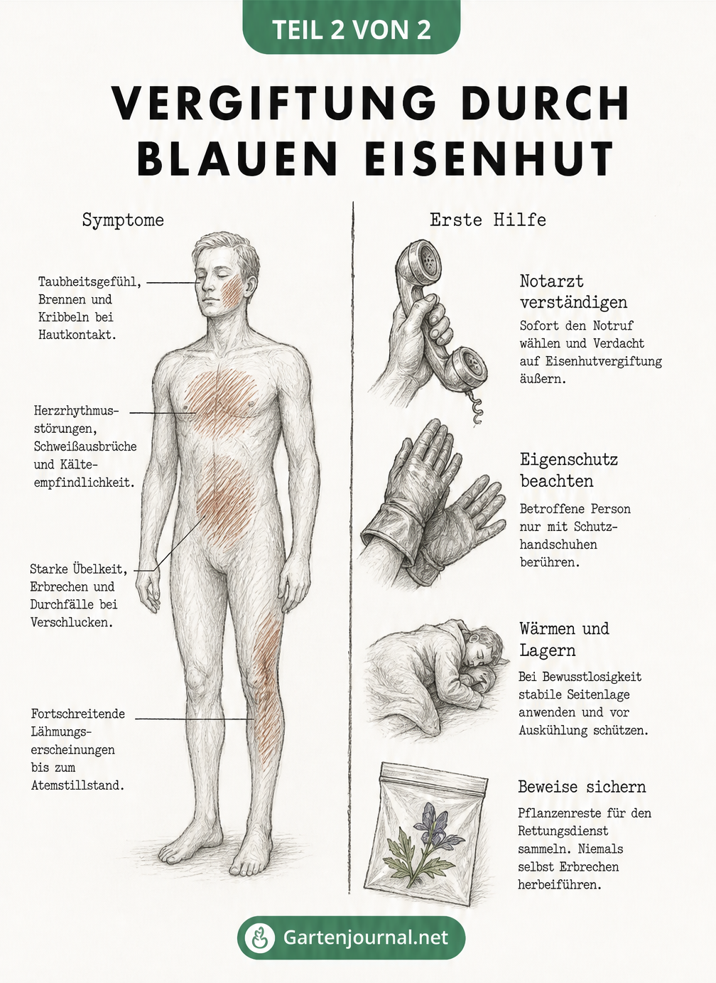 Medizinische Skizze zu Vergiftungssymptomen durch Blauen Eisenhut und Erste-Hilfe-Maßnahmen