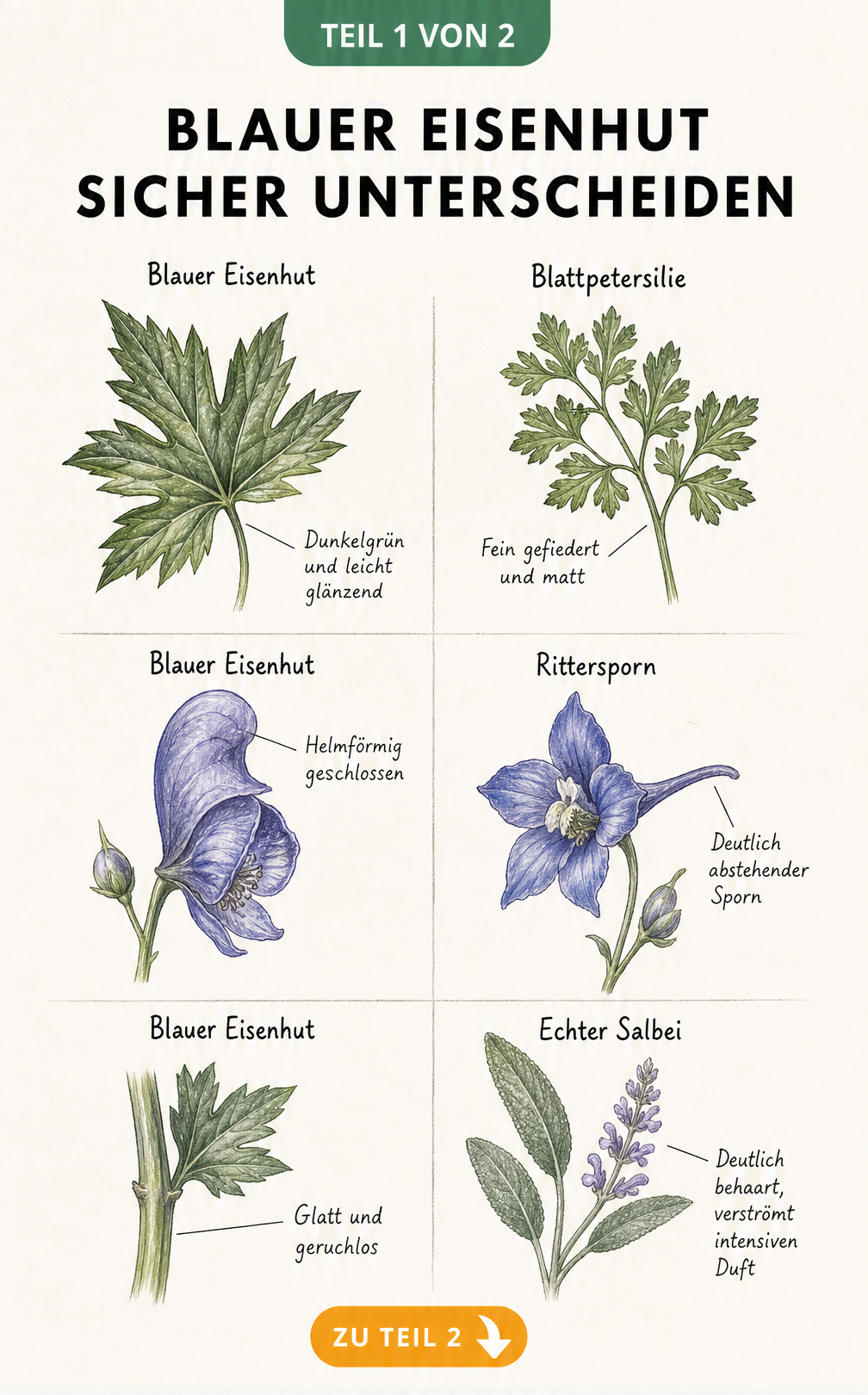 Botanische Illustration vergleicht Blätter, Blüten und Stängel von Blauem Eisenhut mit Blattpetersilie, Rittersporn und Echtem Salbei.