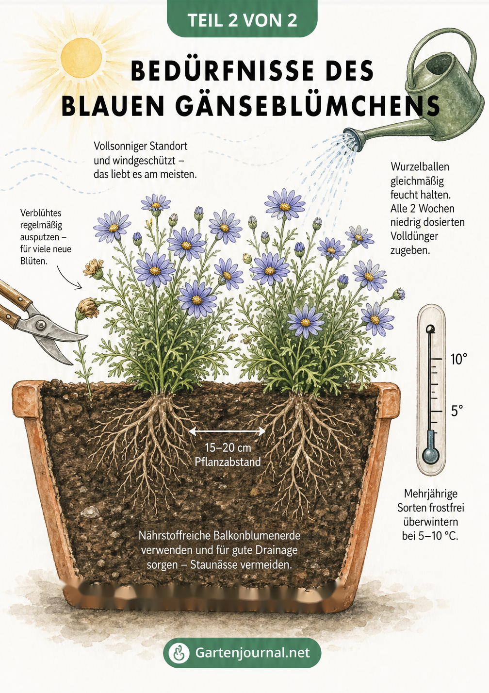 Querschnitt durch einen Balkonkasten mit Blauem Gänseblümchen, der Pflanzabstand, Bewässerung, Düngung und den idealen sonnigen Standort zeigt.