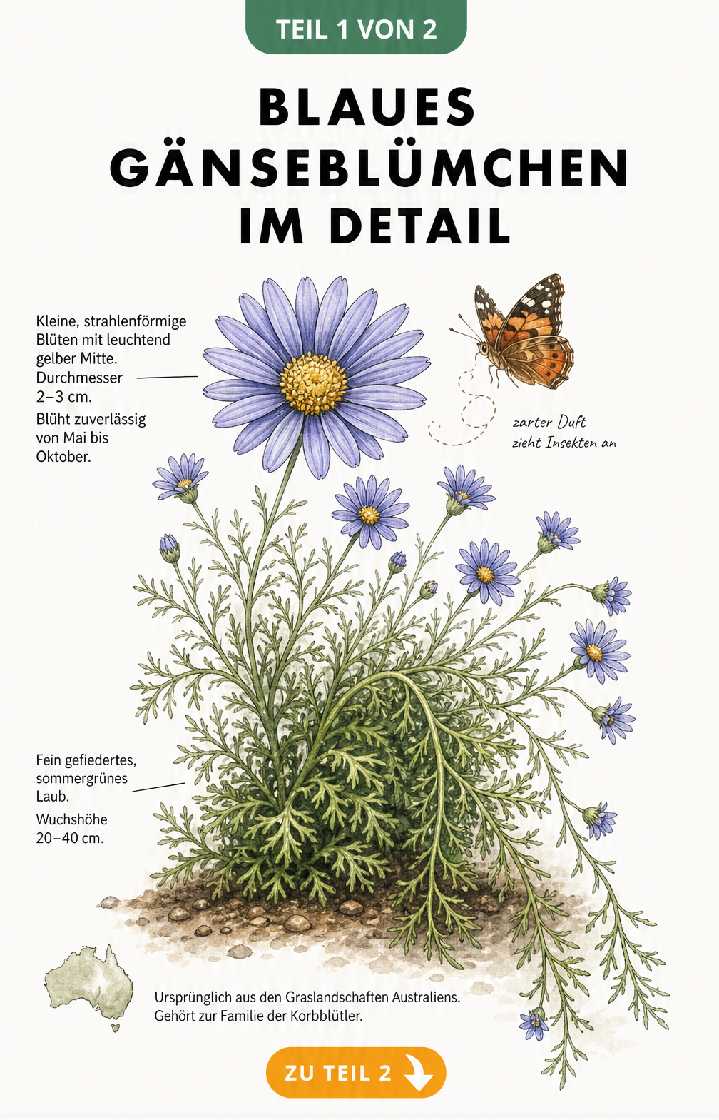 Botanische Illustration des Blauen Gänseblümchens mit buschigem und überhängendem Wuchs, filigranen Blättern und vergrößerter blau-violetter Blüte.