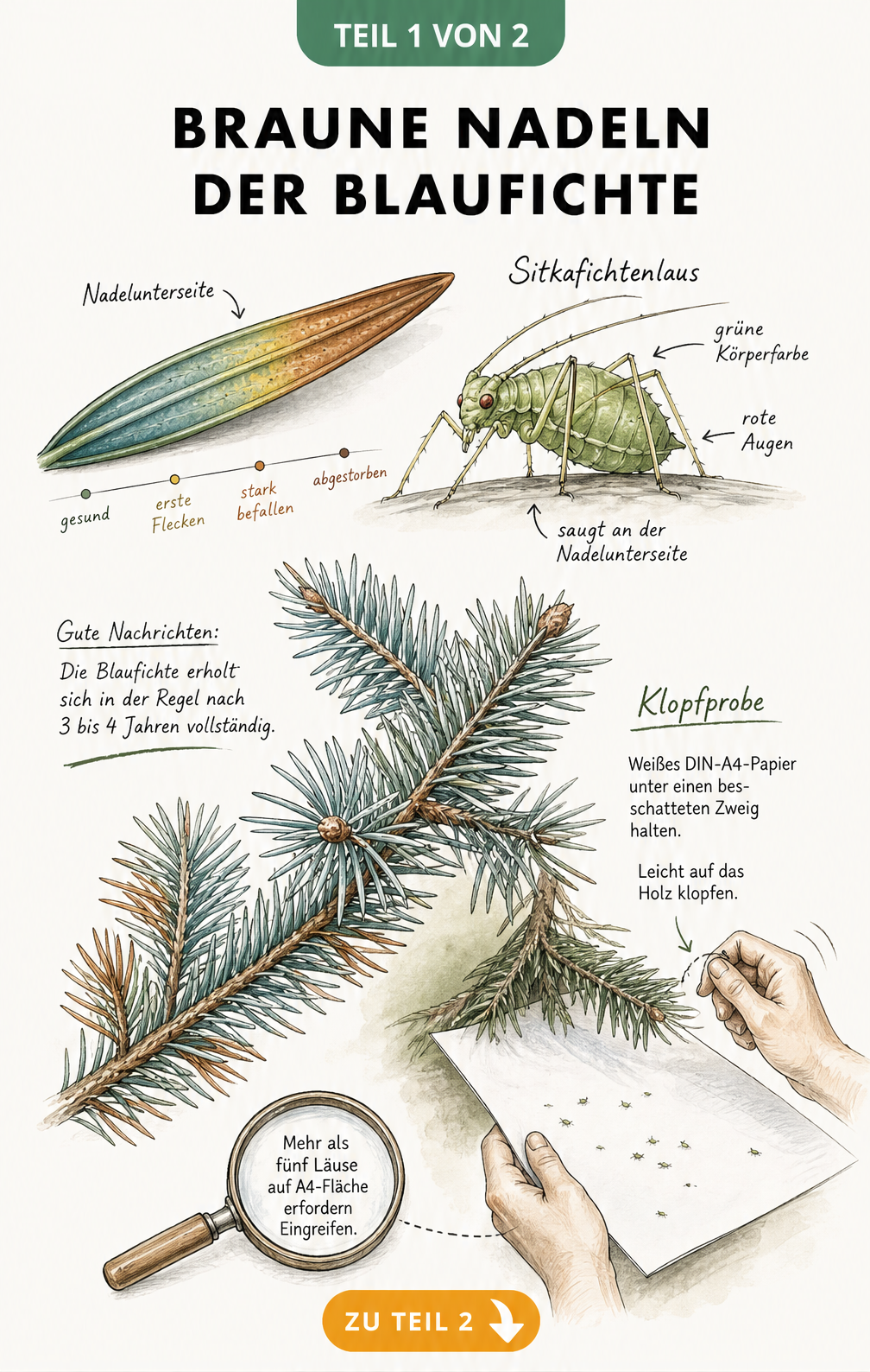 Botanische Illustration eines Blaufichten-Zweigs mit braunen Nadeln und der Sitkafichtenlaus