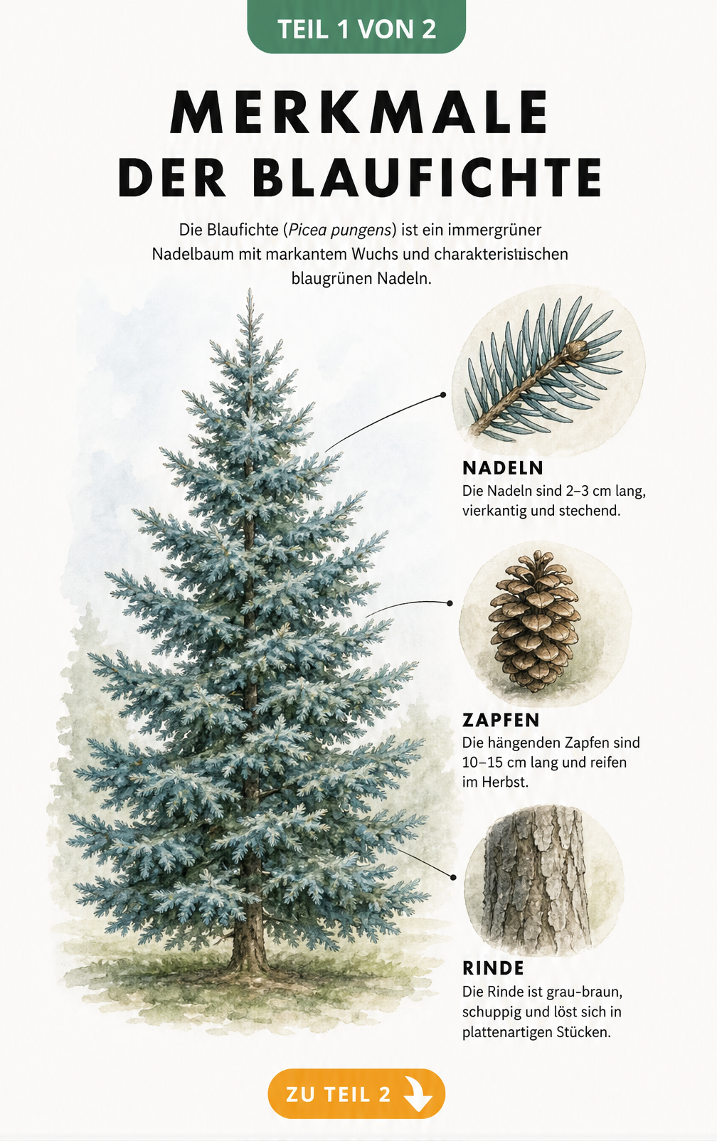 Botanische Illustration einer Blaufichte mit pyramidenförmiger Krone