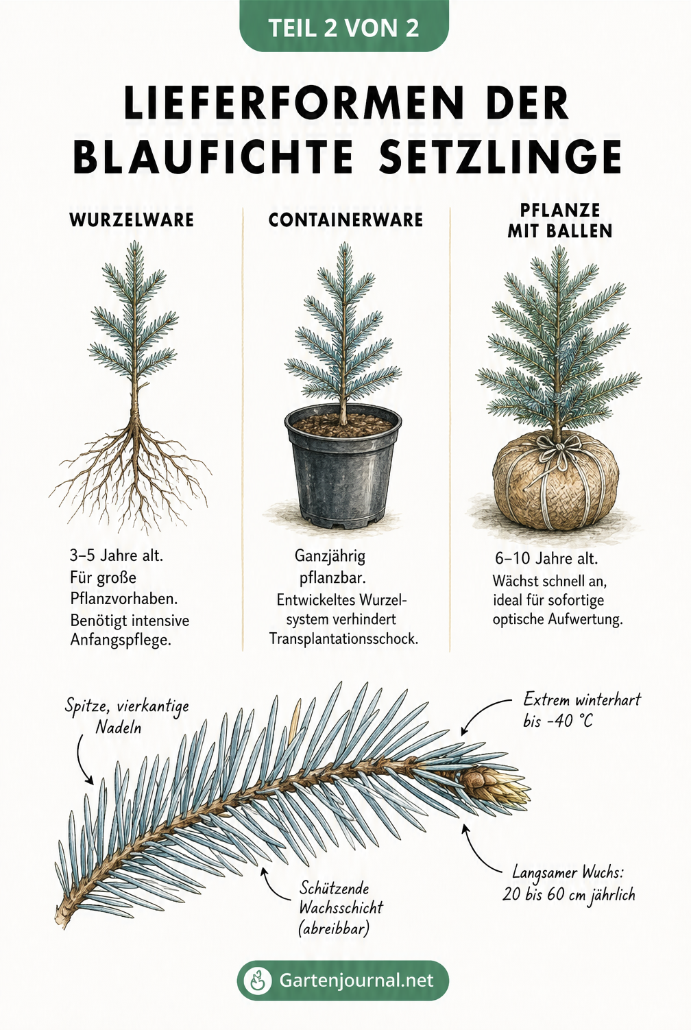 Vergleich der drei Lieferformen von Blaufichte-Setzlingen: Wurzelware, Containerware und Pflanze mit Ballen