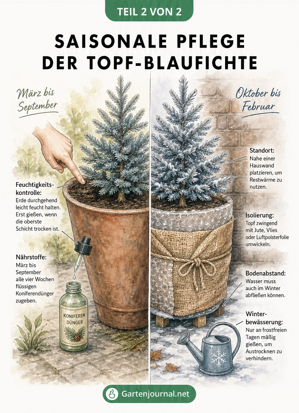 Zweiteilige Darstellung der Blaufichten-Pflege im Sommer mit Gießen und Düngen sowie im Winter mit Isolierung und Frostschutz.