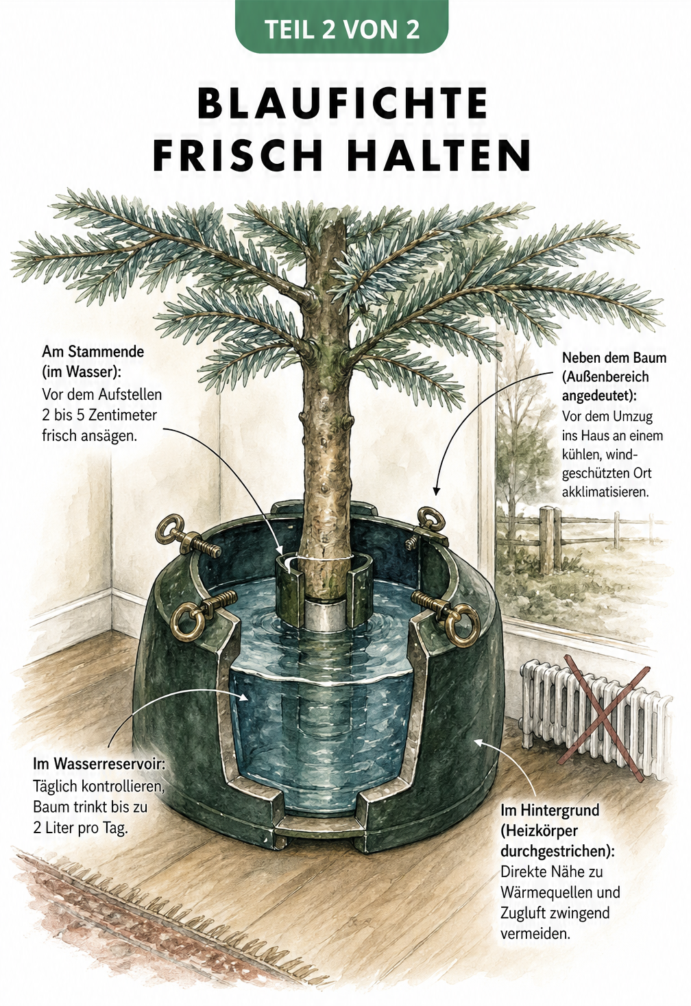 Illustration einer Blaufichte im Weihnachtsbaumständer mit Wasserreservoir