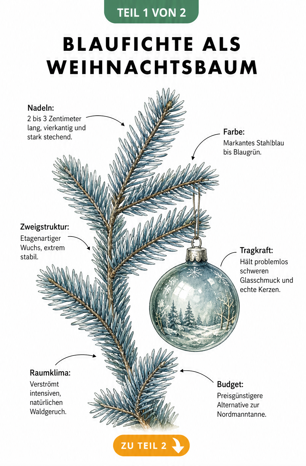 Botanische Illustration eines Blaufichten-Zweiges mit blauen Nadeln und einer gläsernen Christbaumkugel