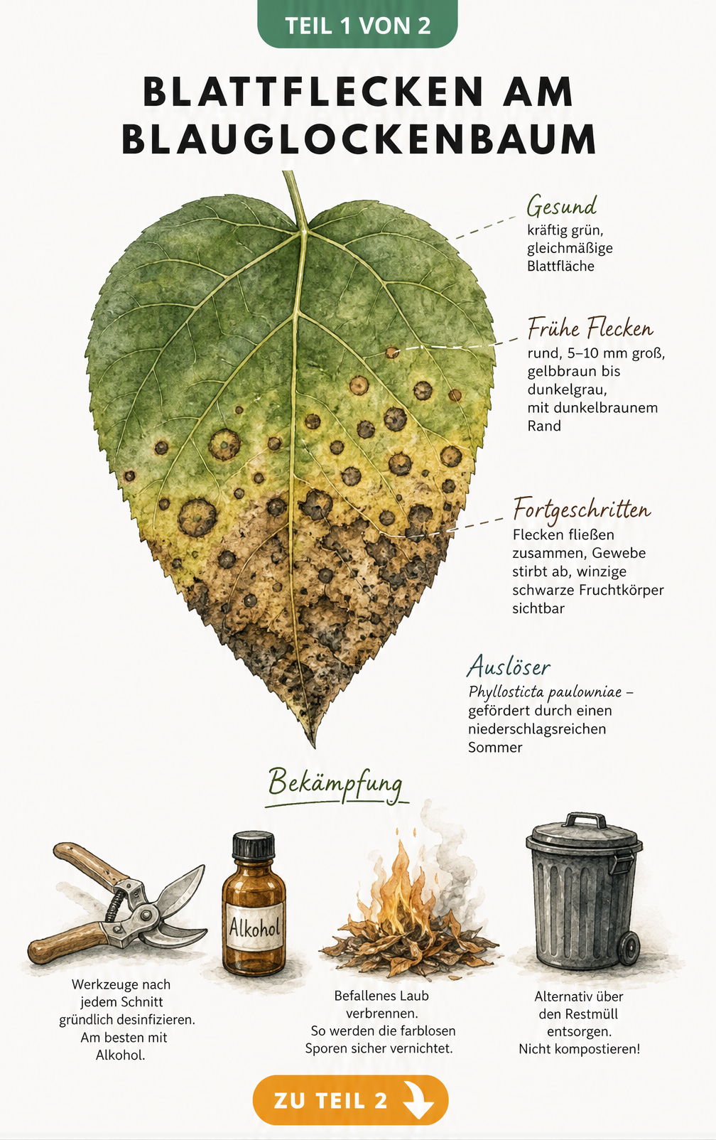 Botanische Illustration eines Blauglockenbaum-Blattes, das die drei Stadien der Blattfleckenkrankheit durch den Pilz Phyllosticta paulowniae zeigt, sowie...