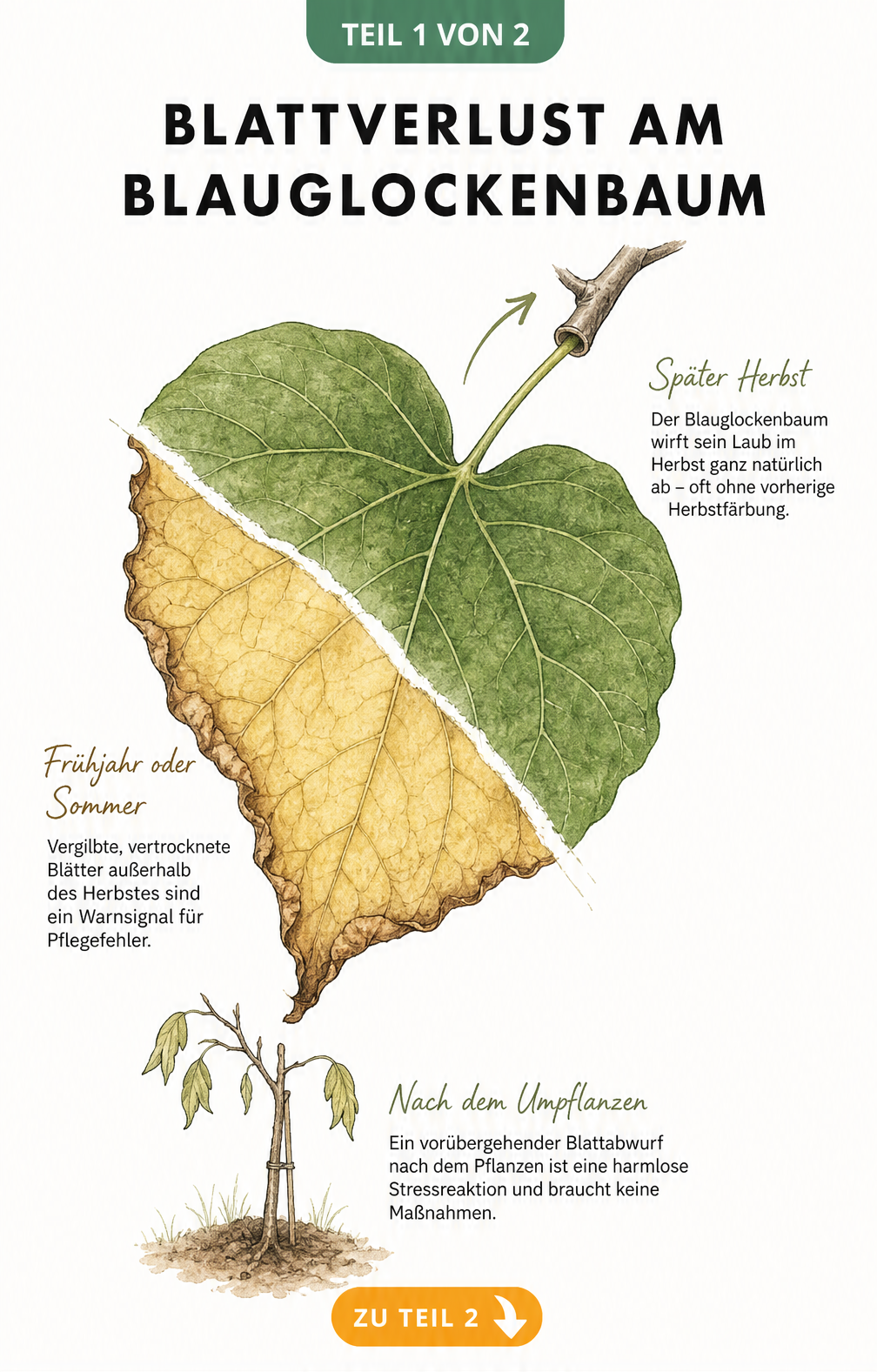 Botanische Illustration eines Blauglockenbaum-Blattes, das in eine gesunde grüne und eine vertrocknete gelbe Hälfte geteilt ist.