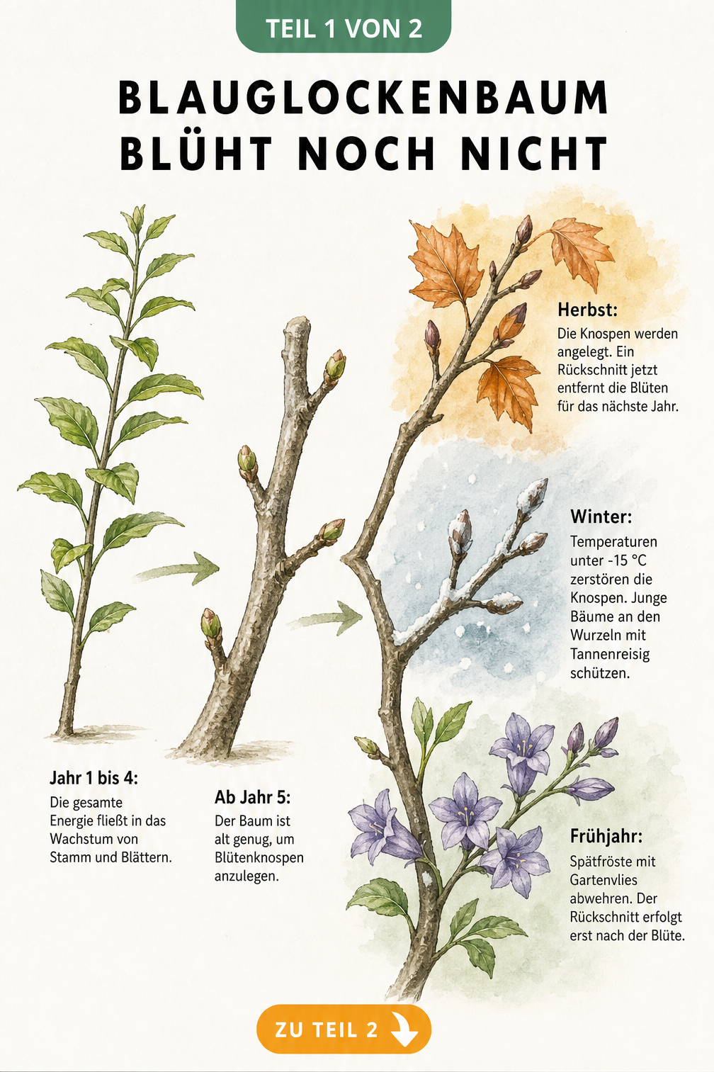 Botanische Illustration des Blauglockenbaums, die das Wachstum und die Blütenbildung über die Jahre sowie den Einfluss der Jahreszeiten zeigt.