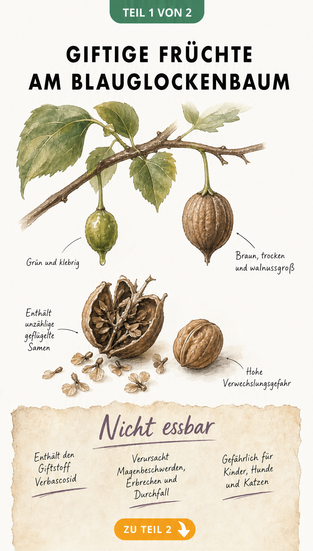 Botanische Illustration der Früchte des Blauglockenbaums, die ihre Entwicklung von grün zu braun zeigt und auf ihre Giftigkeit hinweist.