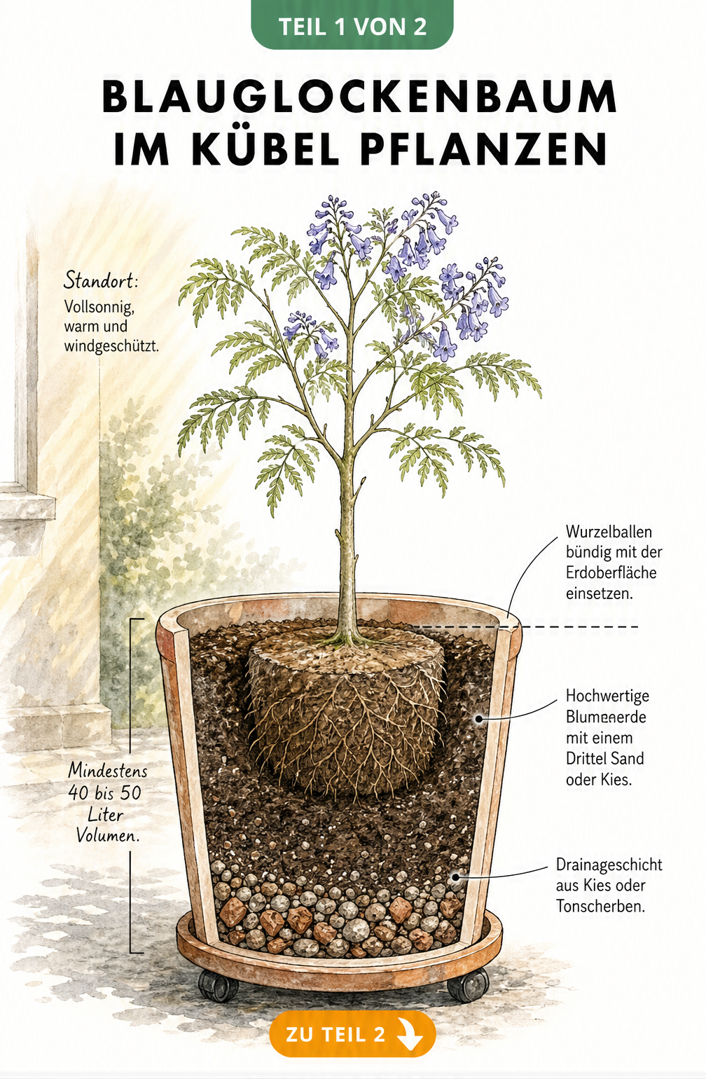 Querschnitt eines großen Pflanzkübels mit einem jungen Blauglockenbaum, der die Drainageschicht, das Substrat und die Pflanztiefe zeigt.