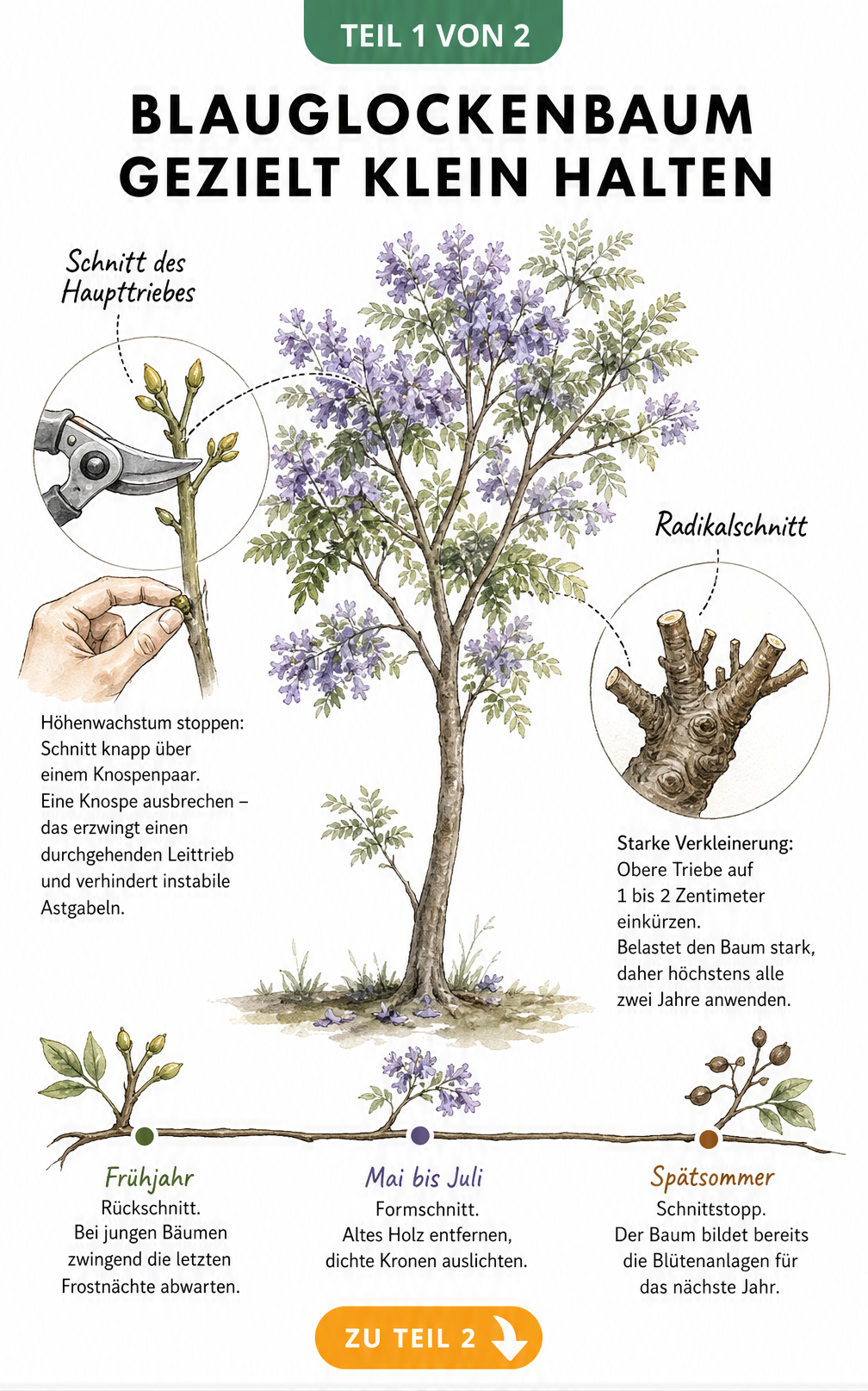 Illustration eines Blauglockenbaums mit Detailzeichnungen zum Schnitt des Haupttriebes und Radikalschnitt sowie einem Zeitstrahl für den Rückschnitt.