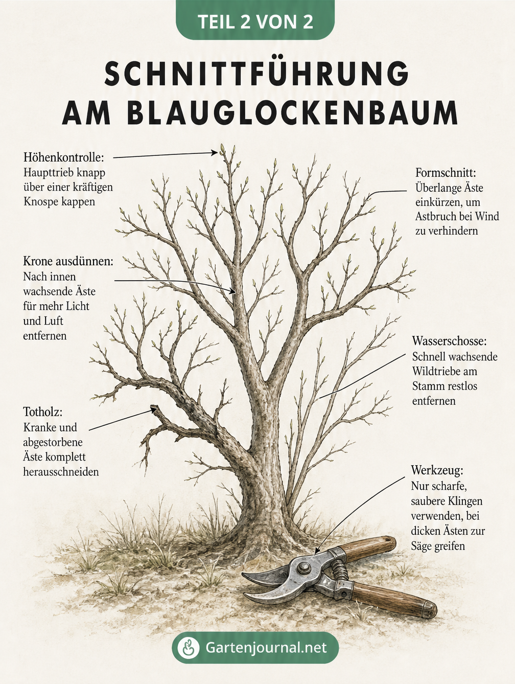 Detaillierte Zeichnung zur Schnittführung am Blauglockenbaum mit Erklärungen zu Totholz und Wasserschoßen