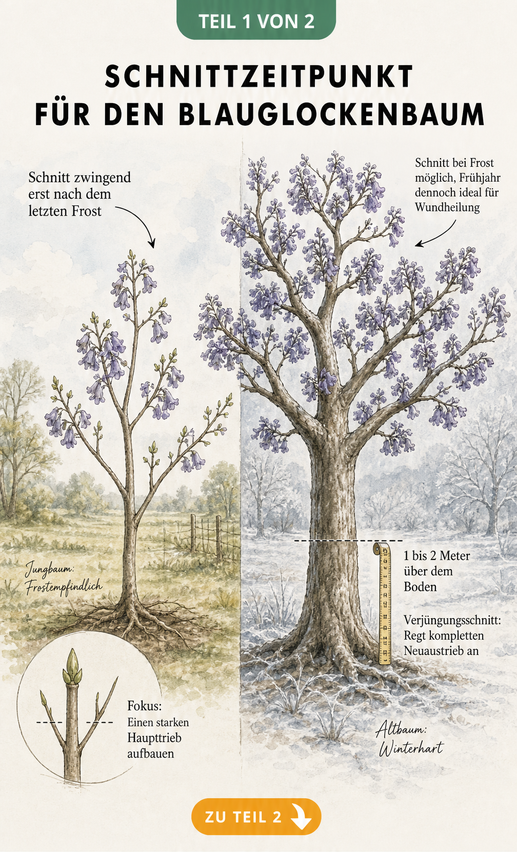 Botanische Illustration zum Schnittzeitpunkt des Blauglockenbaums bei Jung- und Altbäumen